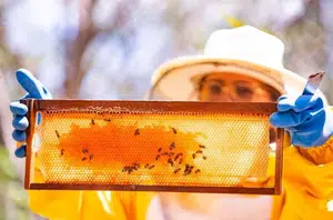 Produção de mel de abelha(CCOM)