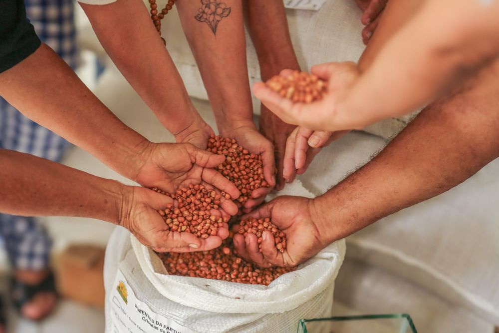 SAF entrega mais de duas toneladas de sementes para agricultores do Piauí