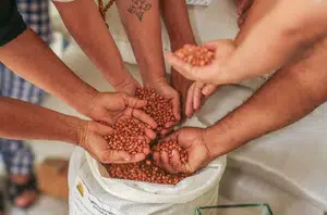 SAF entrega mais de duas toneladas de sementes para agricultores do Piauí(Ccom)