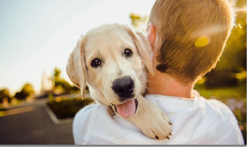 Cachorro no colo de um humano