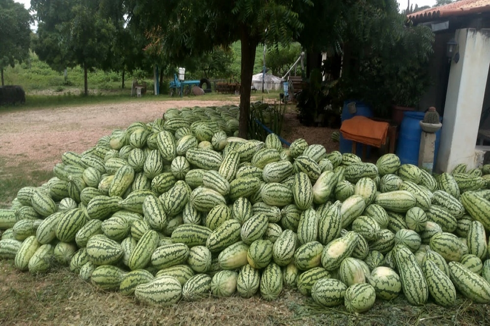 Agricultor colhe 10 mil melancias só em 2023