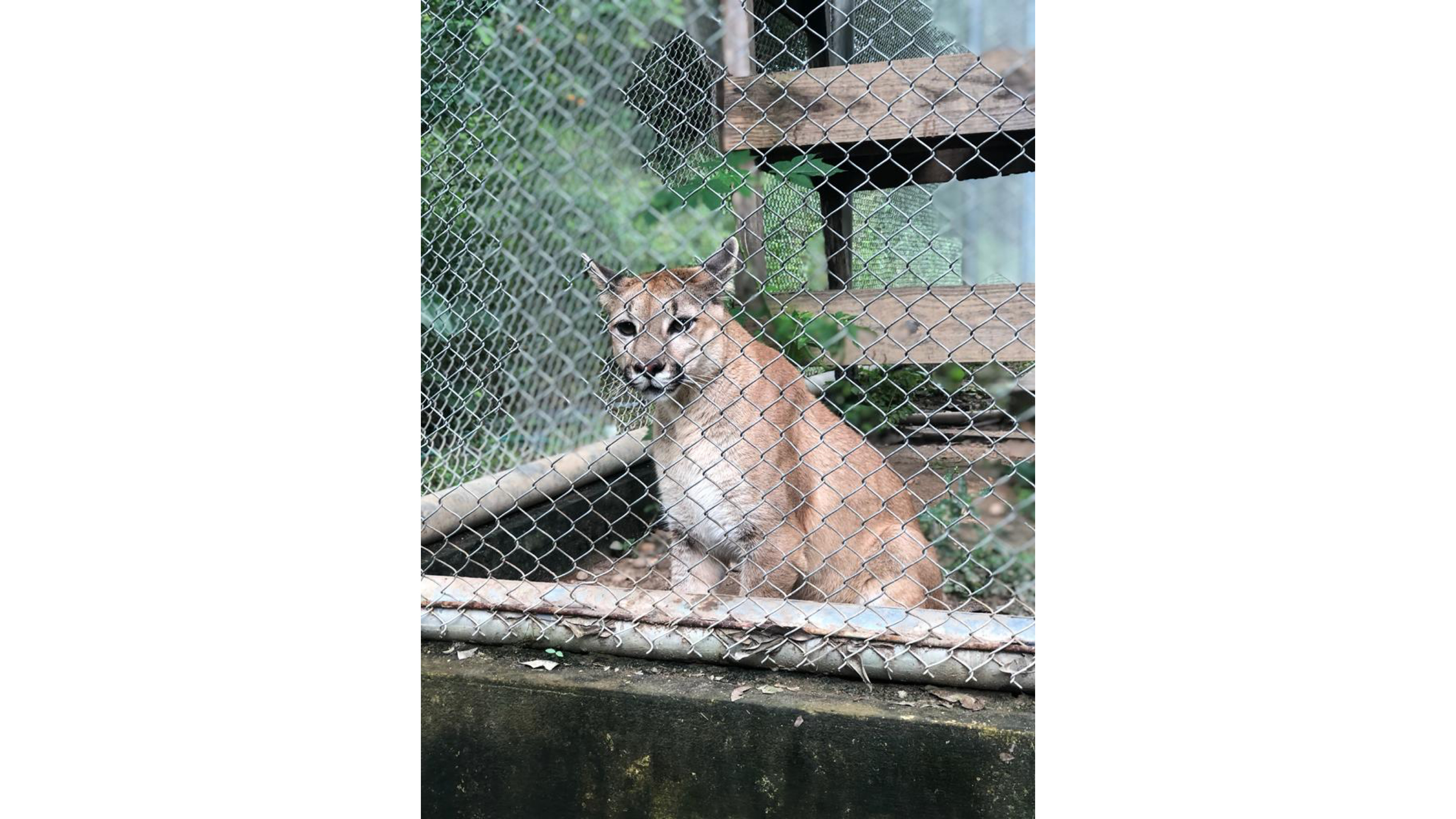 Teresina: Onça suçuarana foge no Zoobotânico e equipes realizam buscas