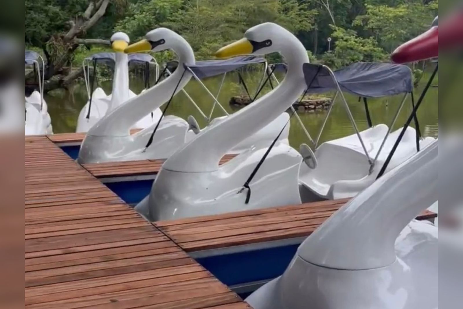 Bioparque Zoobotânico inaugura passeio de pedalinho neste domingo (05) em Teresina