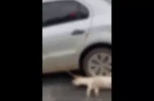 Ex-vereador amarra cadela em carro e arrasta por rua de MT(Reprodução)