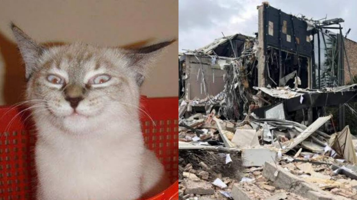 Gato (imagem ilustrativa) pode ter sido o responsável pela explosão de restaurante no PI