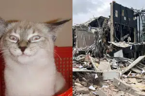 Gato (imagem ilustrativa) pode ter sido o responsável pela explosão de restaurante no PI(Reprodução/DCM)