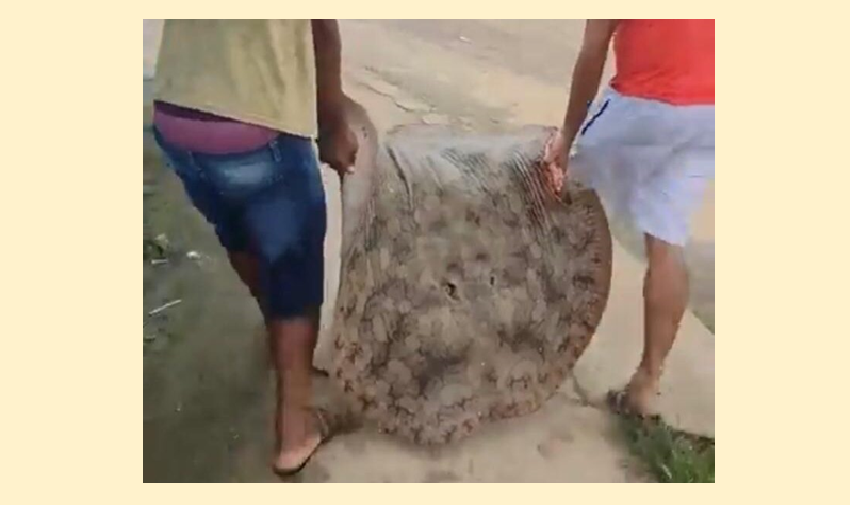 Vídeo: Arraia de mais de 50 kg é capturada no Acre