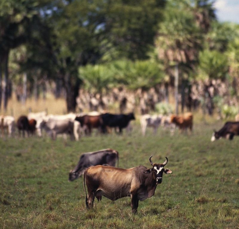 O Gran Chaco é uma região de exploração agrícola