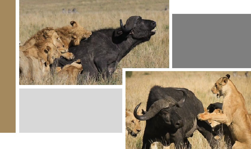 Em briga inacreditável e sangrenta, 20 leões enfrentam 2 búfalos e 20 elefantes