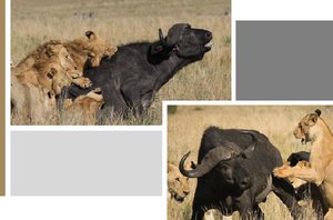 Em briga inacreditável e sangrenta, 20 leões enfrentam 2 búfalos e 20 elefantes(Reprodução)