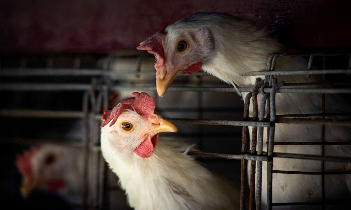 Gripe aviária leva Brasil a decretar estado de emergência