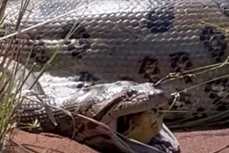 Uma sucuri-verde, de aproximadamente cinco metros, regurgita uma outra cobra