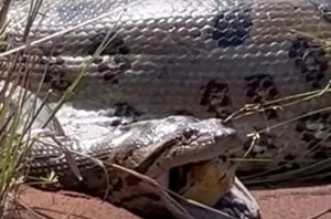 Uma sucuri-verde, de aproximadamente cinco metros, regurgita uma outra cobra(Reprodução/YouTube)