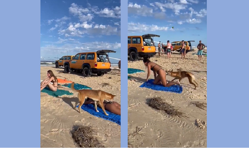 Mordida na bunda! Turista atacada por cão selvagem quando tomava sol na praia