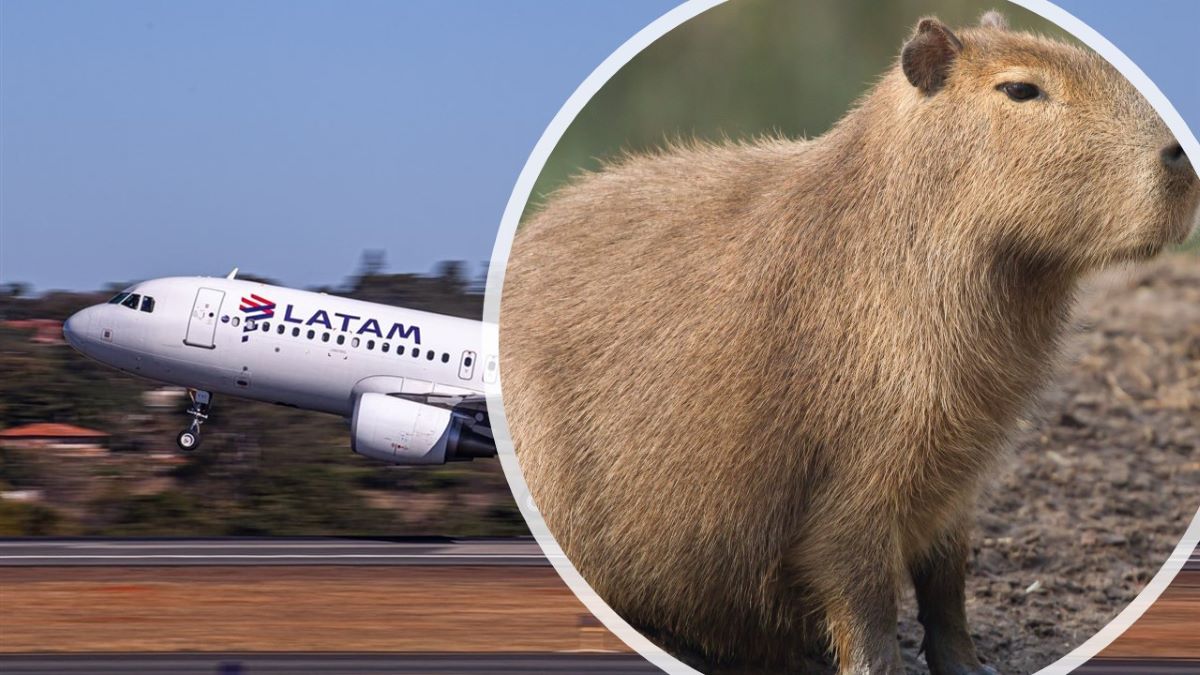No Acre, Boeing da LATAM bate em capivaras e voo atrasa