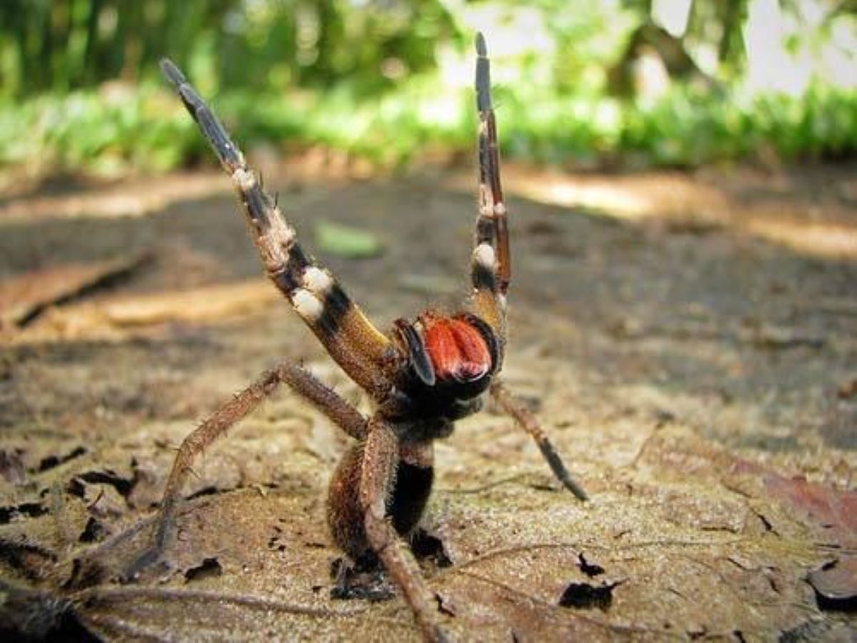 Veneno de aranha pode tratar disfunção erétil, diz UFMG