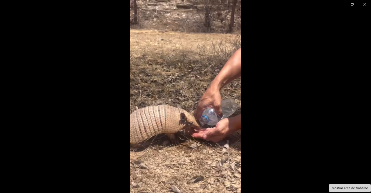 Tatu-peba bebe água na mão de ambientalista em meio à caatinga, no Piauí. Veja o vídeo