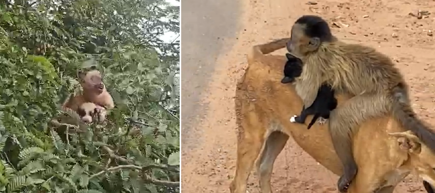 Macaco é flagrado ‘raptando’ filhotes de gato e cachorro no Sul do Piauí; vídeo