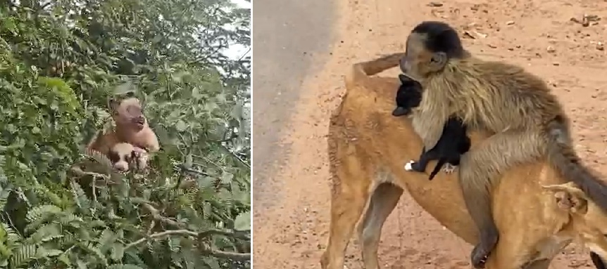 Macaco carregando filhotes de cão e gato
