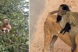 Macaco carregando filhotes de cão e gato(Reprodução)