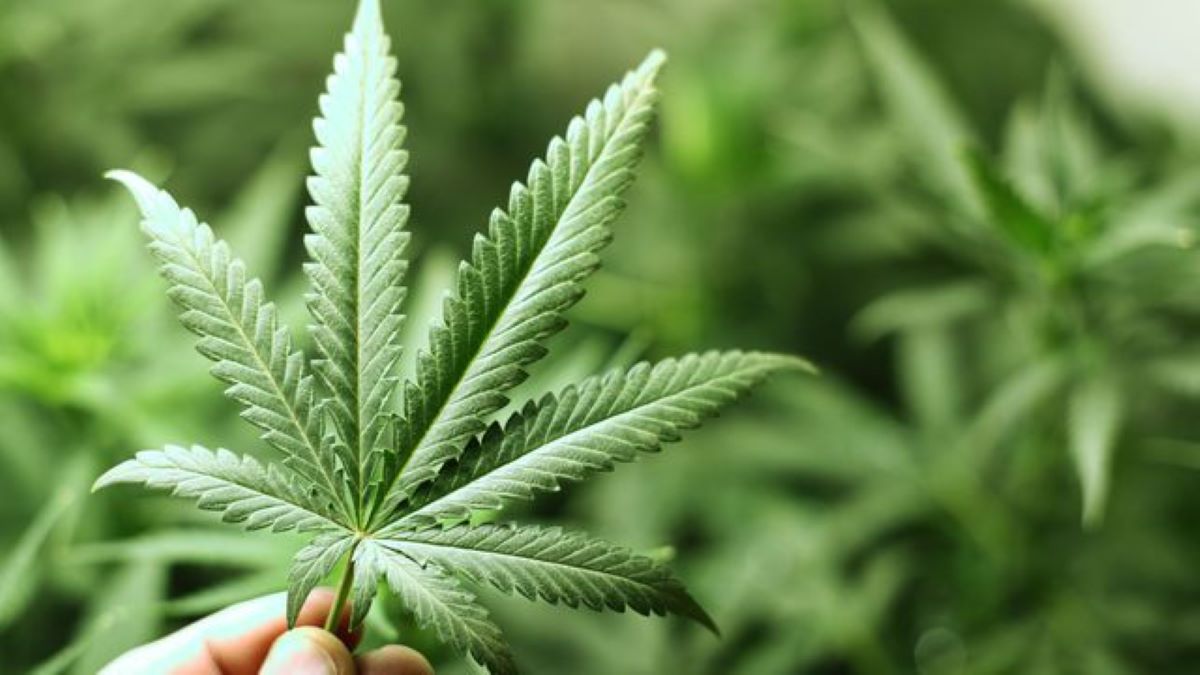 Maconha: 6 doenças em que a cannabis pode ser utilizada no tratamento