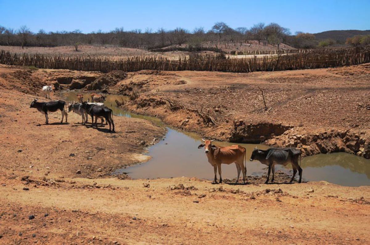 Seca no Piauí: 86 municípios estão em situação de emergência devido à estiagem