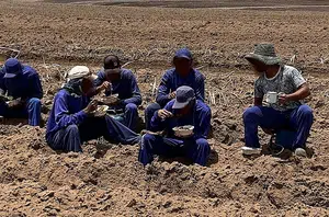 Comendo no chão sob o sol, vítimas foram atraídas por falsas promessas de boas condições de trabalho(Reprodução)