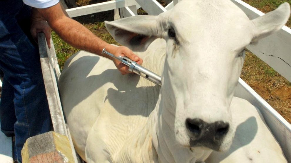 Piauí atinge 97% de imunização contra febre aftosa e registra maior índice em 9 anos