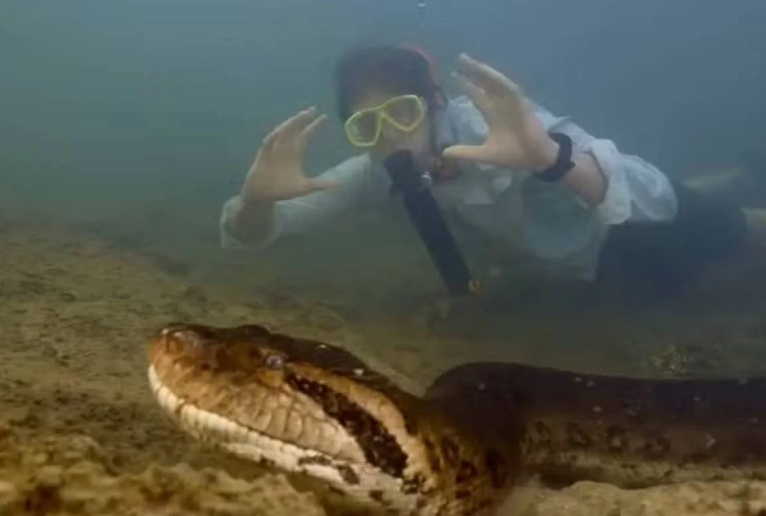 Vídeo: nova espécie de sucuri vista na Amazônia pode ser a maior do mundo