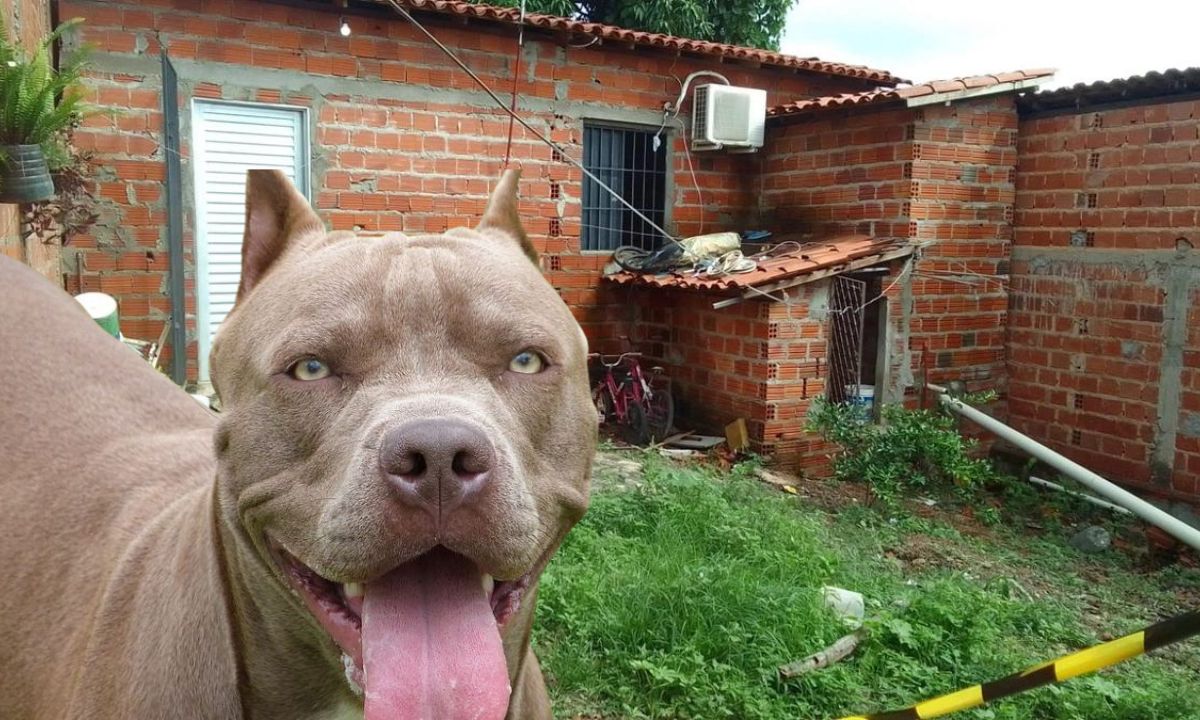 Criança atacada por pitbull morre em hospital de Teresina