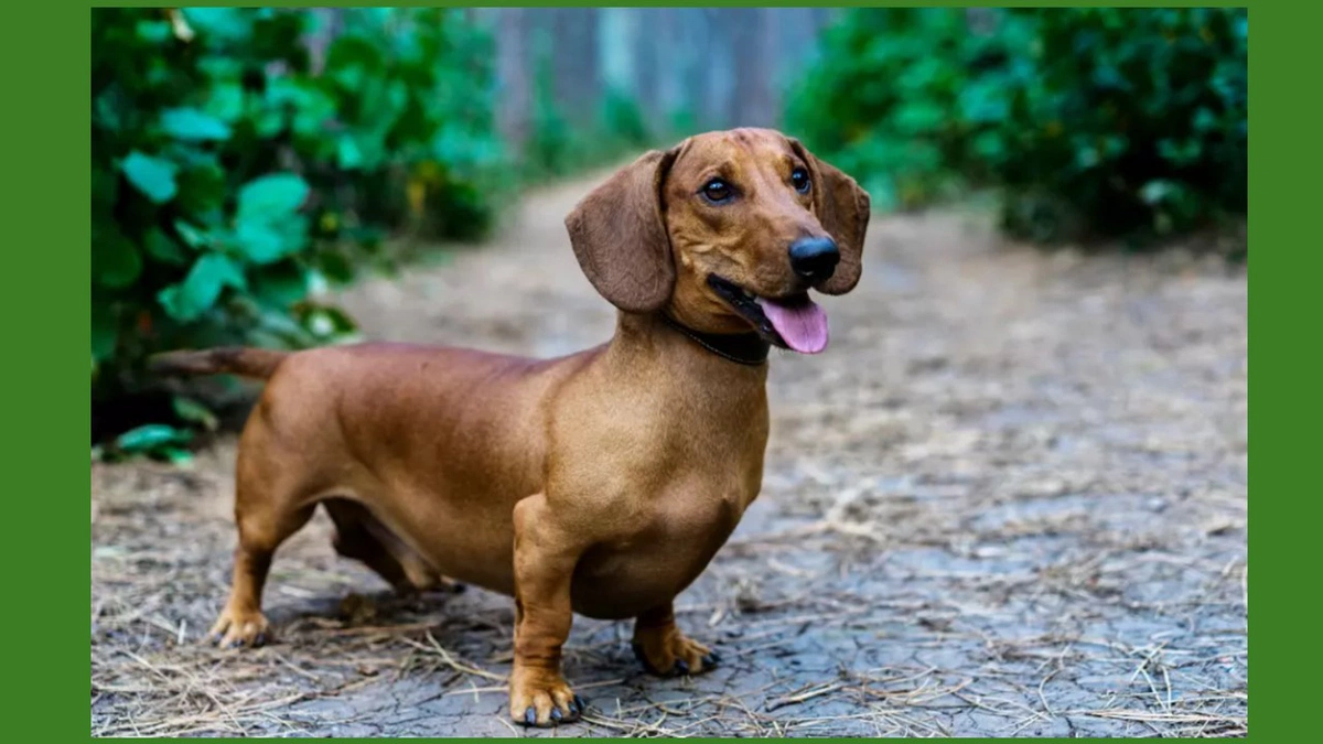 Cão da raça dachshund