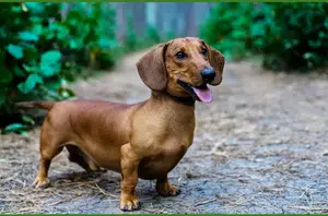 Cão da raça dachshund(Reprodução)