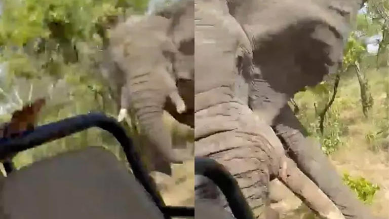 VÍDEO: Elefante mata turista e fere cinco durante safári