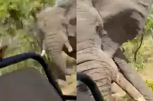 Elefante mata turista e fere cinco durante safári(Reprodução)