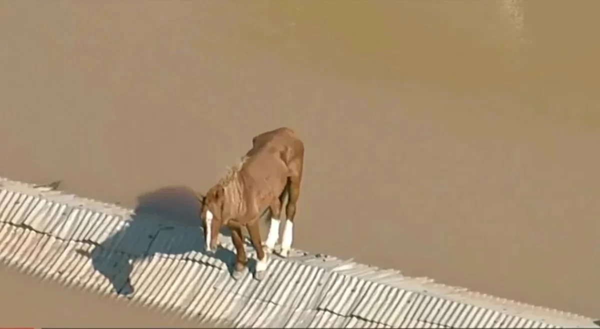 VÍDEO: cavalo fica ilhado em telhado durante enchentes no RS