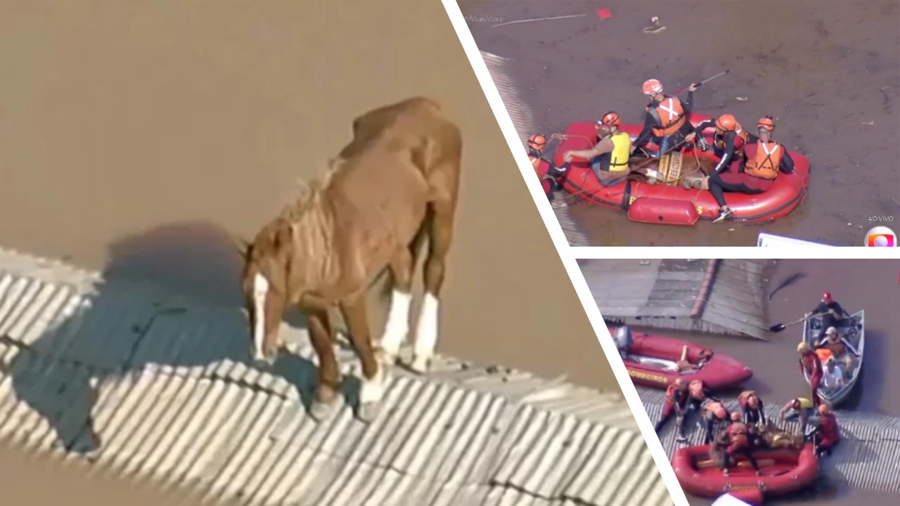 Cavalo é resgatado por bombeiros de telhado no Rio Grande do Sul