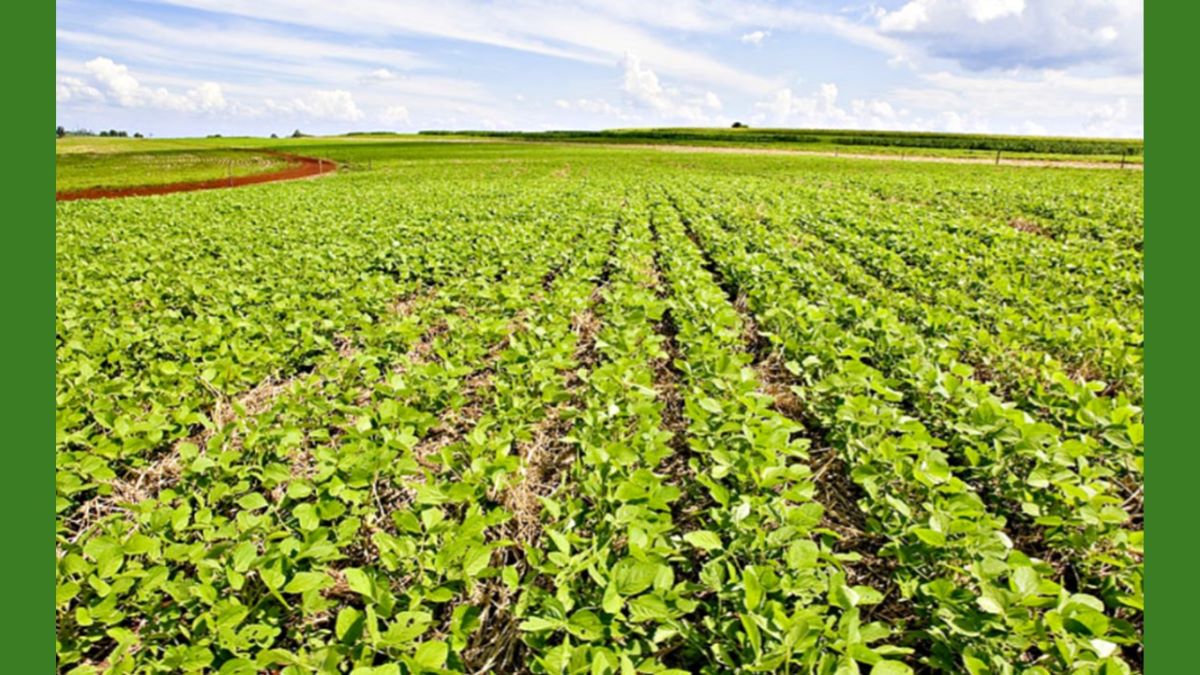 Agronegócio ocupa quase metade do território do RS