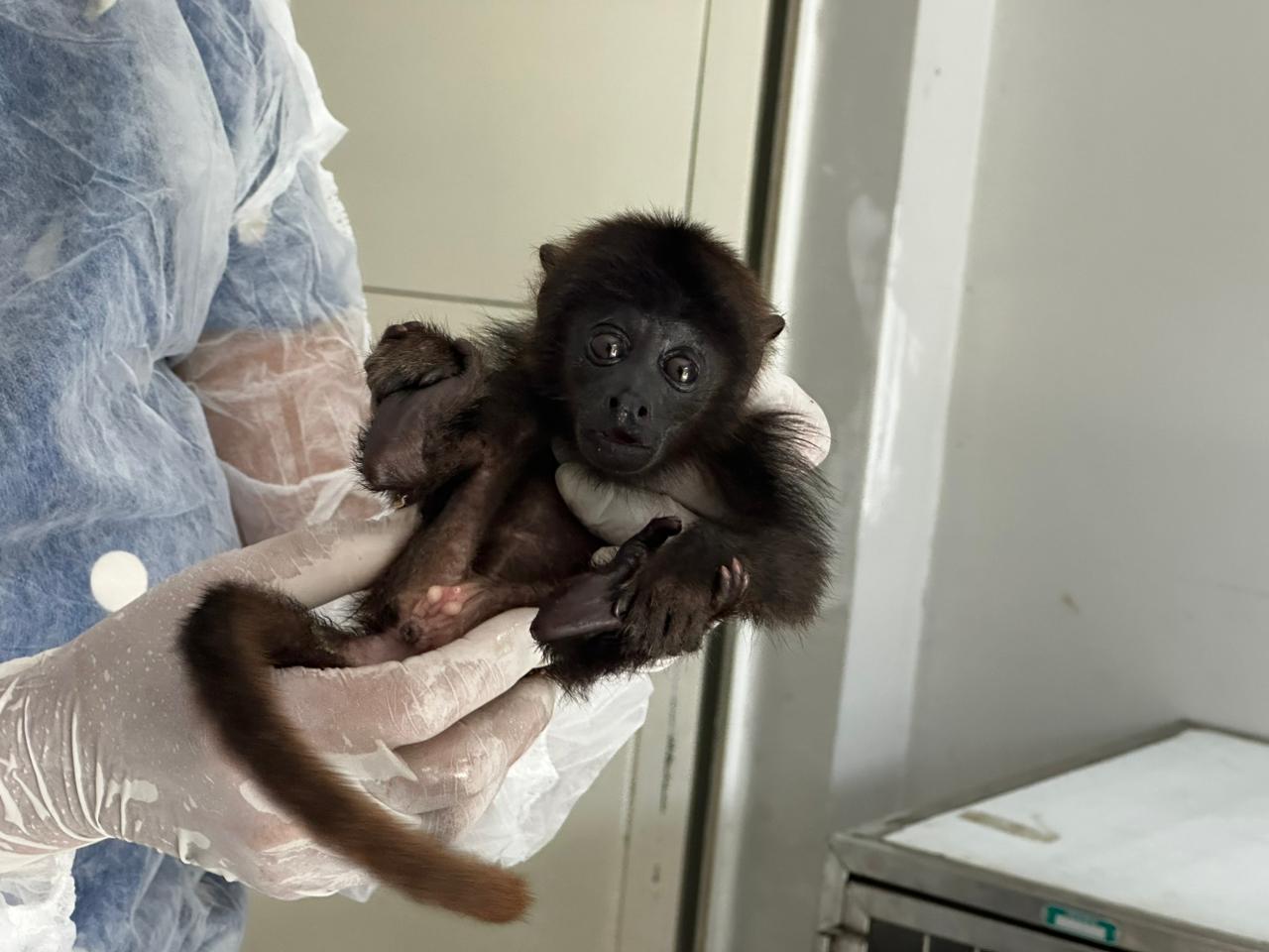 Primeiro bugio resgatado pelo Centro de Triagem de Animais Silvestres completa um mês de recuperação