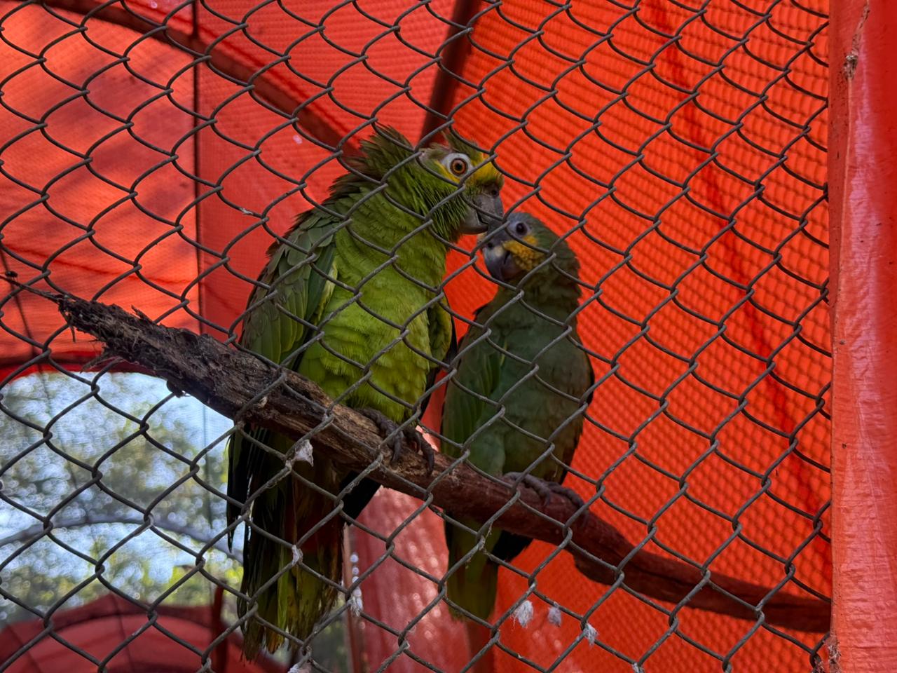 Governo do Piauí amplia Centro de Triagem de Animais Silvestres (Cetas) para combater tráfico e fortalecer proteção à fauna