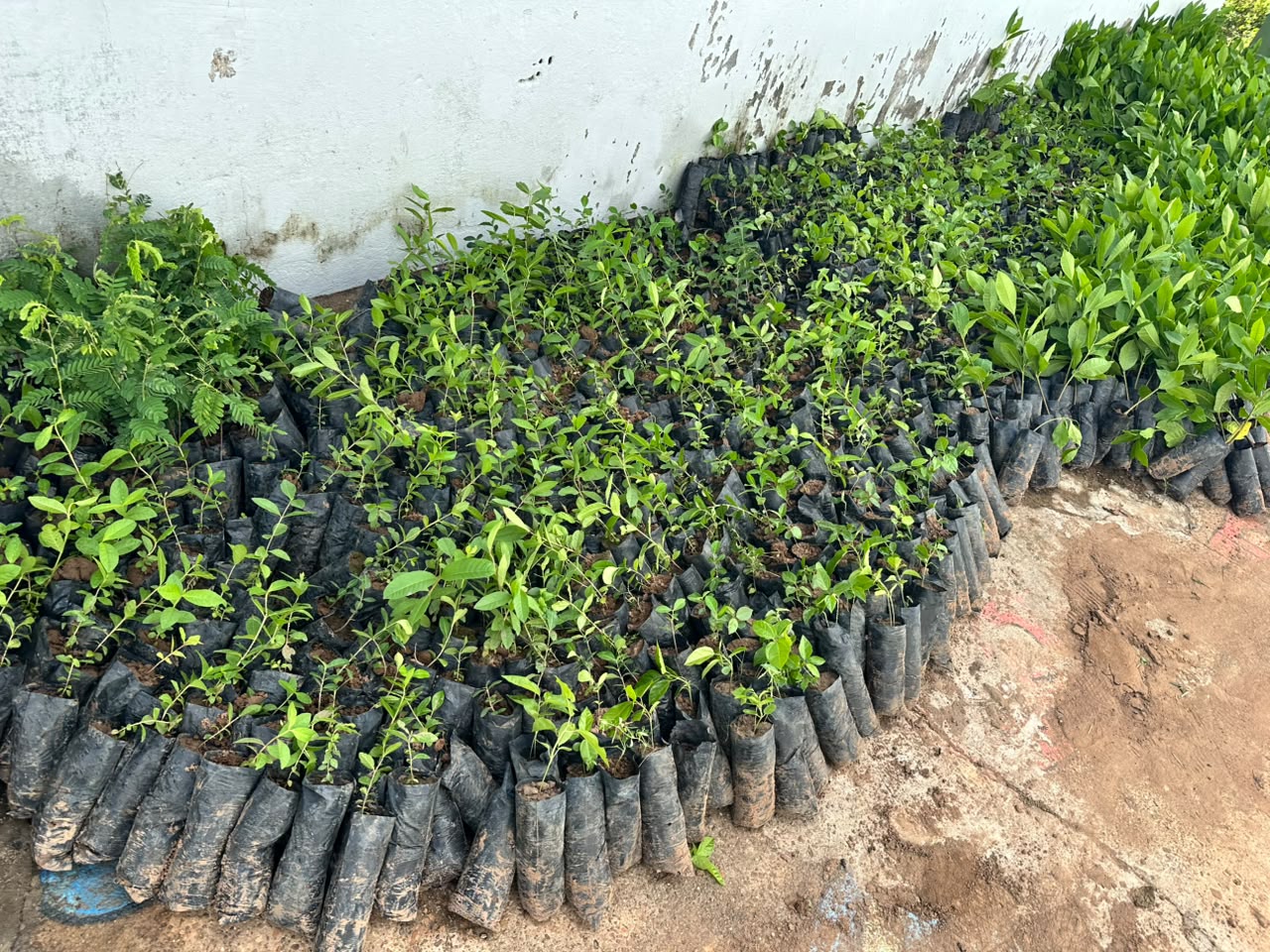 Pro Verde ultrapassa marca de 200 municípios atendidos com entrega de 30 mil mudas no Vale do Rio Guaribas