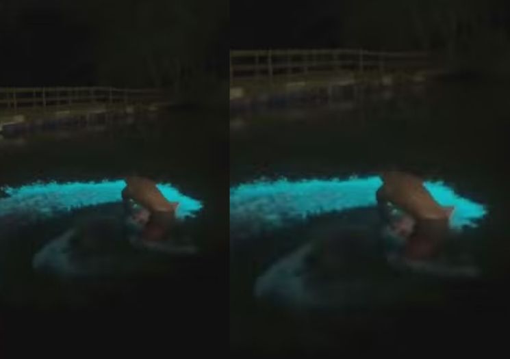 VÍDEO: mar ‘brilha’ em Niterói; entenda o fenômeno