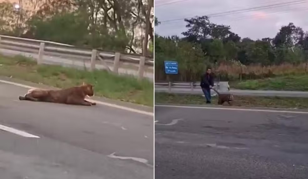 Homem puxa onça viva pelo rabo no meio de rodovia em SP