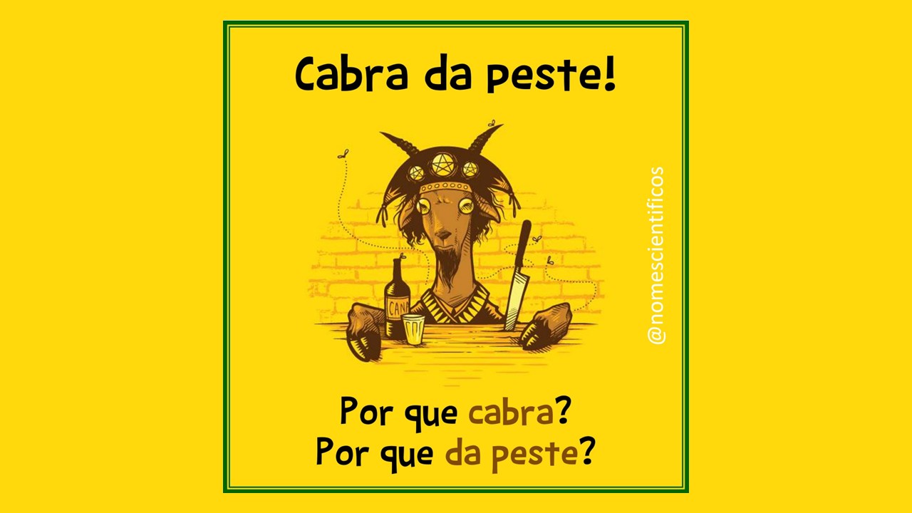 Que cabra você é ?