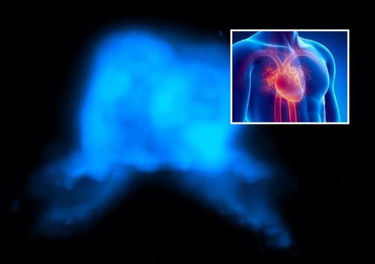 VÍDEO: Cientistas registram pela 1ª vez o início da formação do coração
