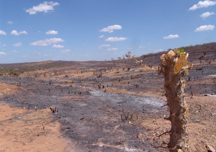 Piauí tem quatro municípios com maior aumento de desmatamento na caatinga
