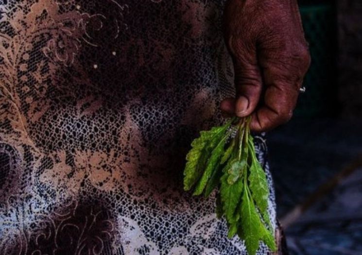 A mulher que ouvia o que a Caatinga sussurrava