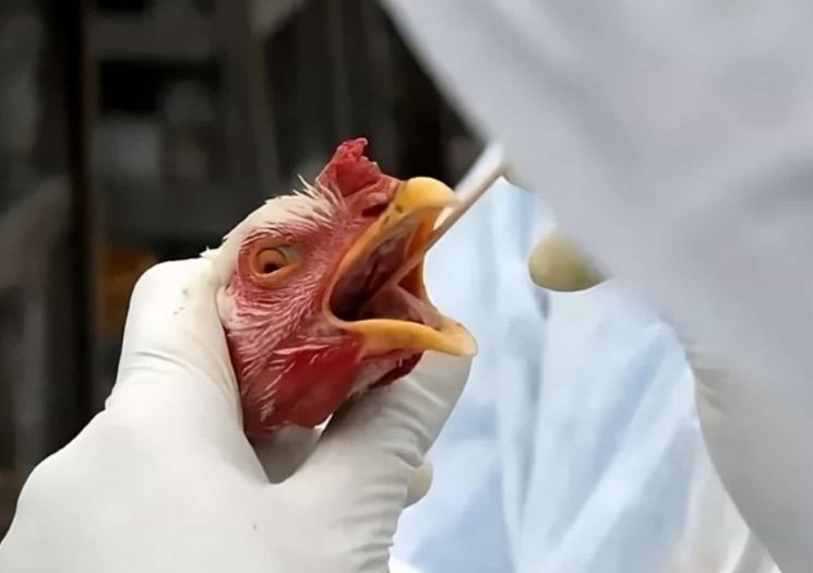 Piauí decreta estado de emergência zoossanitária