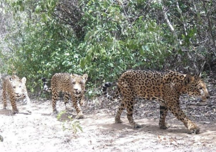 Família de onças-pintadas é flagada no Parque Nacional da Serra da Capivara