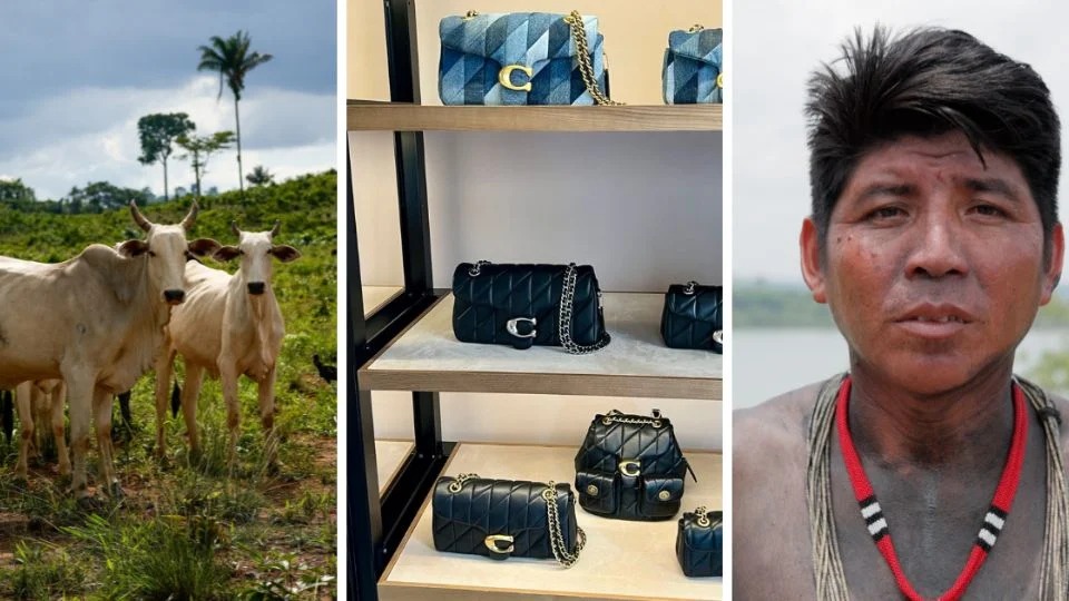 O luxo que devasta: como bolsas de grife ajudam a destruir a Amazônia
