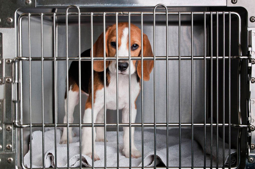 Proibição de uso de animais em testes de cosméticos segue para sanção